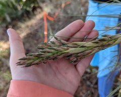 Tillandsia × floridana