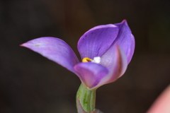 Thelymitra nervosa