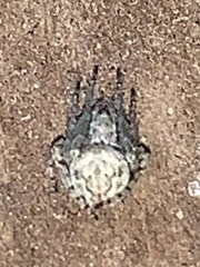 Eustala anastera