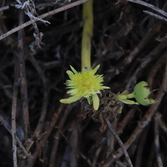 Conicosia pugioniformis