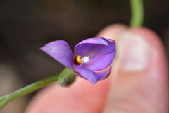 Thelymitra nervosa