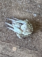 Eustala anastera