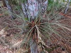 Tillandsia × floridana