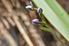 Thelymitra nervosa