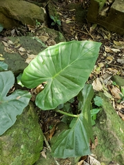 Alocasia