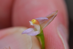 Thelymitra colensoi