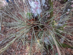 Tillandsia × floridana