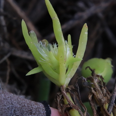 Conicosia pugioniformis