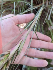 Tillandsia × floridana