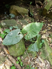 Alocasia