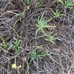 Conicosia pugioniformis