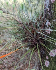 Tillandsia × floridana