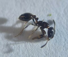 Chelaner antarcticus