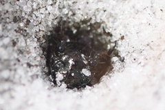 Cicindelinae