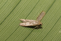 Blastobasinae