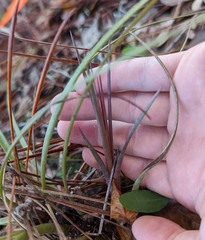 Tillandsia simulata