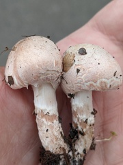Lepiota