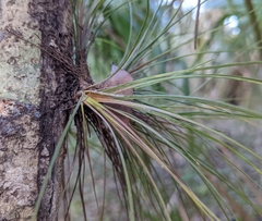 Tillandsia bartramii
