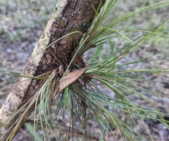 Tillandsia bartramii