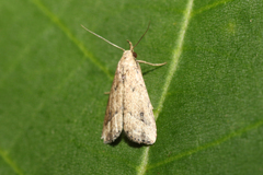 Hypenodinae