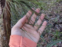 Tillandsia bartramii
