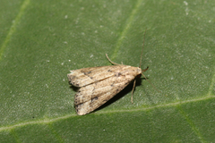 Hypenodinae