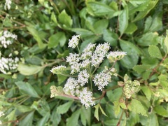 Ligusticum scothicum