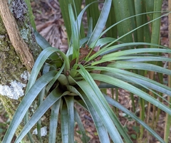 Tillandsia utriculata
