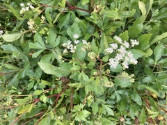 Ligusticum scothicum