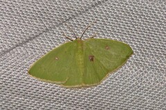 Comostola leucomerata