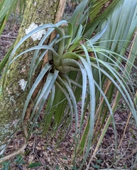 Tillandsia utriculata