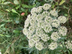 Angelica lucida