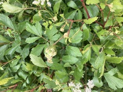 Ligusticum scothicum