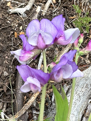 Lathyrus magellanicus