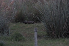 Galictis cuja