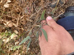 Atriplex littoralis