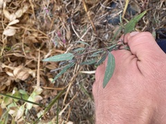 Atriplex littoralis