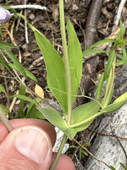 Lathyrus magellanicus