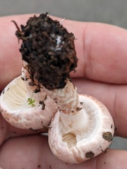 Lepiota