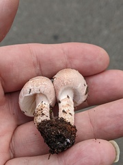 Lepiota