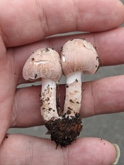 Lepiota