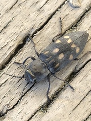 Melanophila consputa