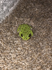 Hyla gratiosa