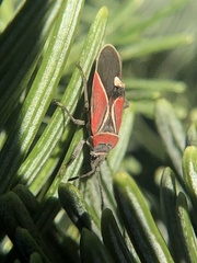 Neacoryphus bicrucis