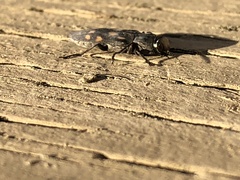 Melanophila consputa