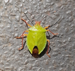 Chlorocoris
