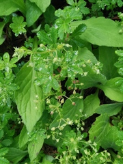 Alchemilla procumbens