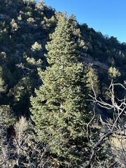 Abies concolor