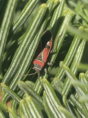 Neacoryphus bicrucis