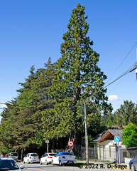 Sequoiadendron giganteum